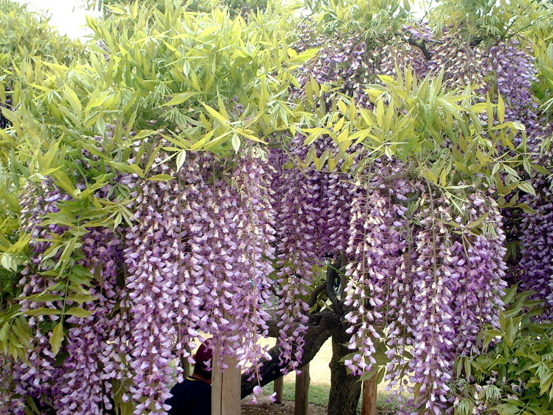 フジ | Wisteria floribunda | かぎけん花図鑑