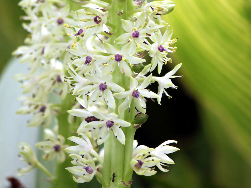 パイナップルリリー Eucomis Autumnalis かぎけん花図鑑