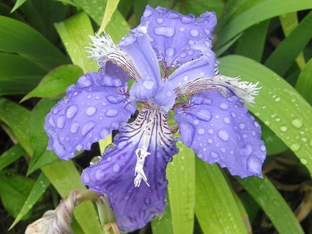 Iris tectorum