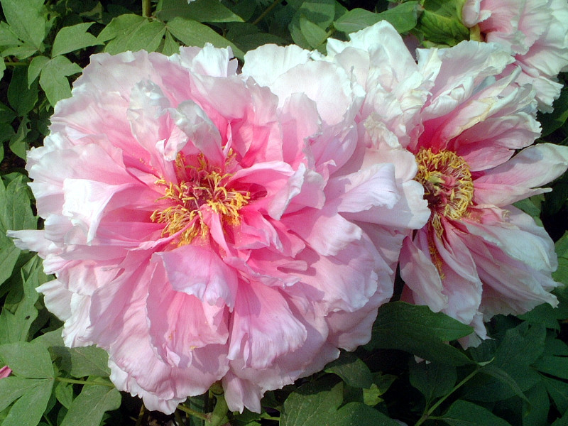 Paeonia suffruticosa