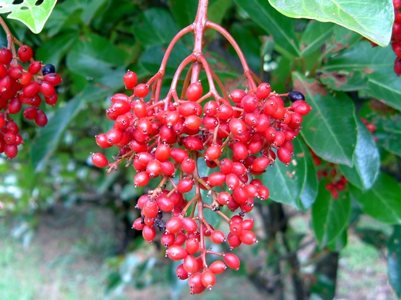 Sweet viburnum