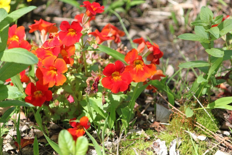 Mimulus ’Mystic orange’ 