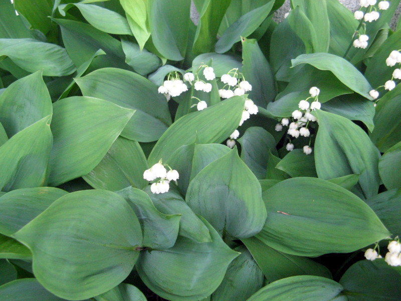 The German Lily of the valley