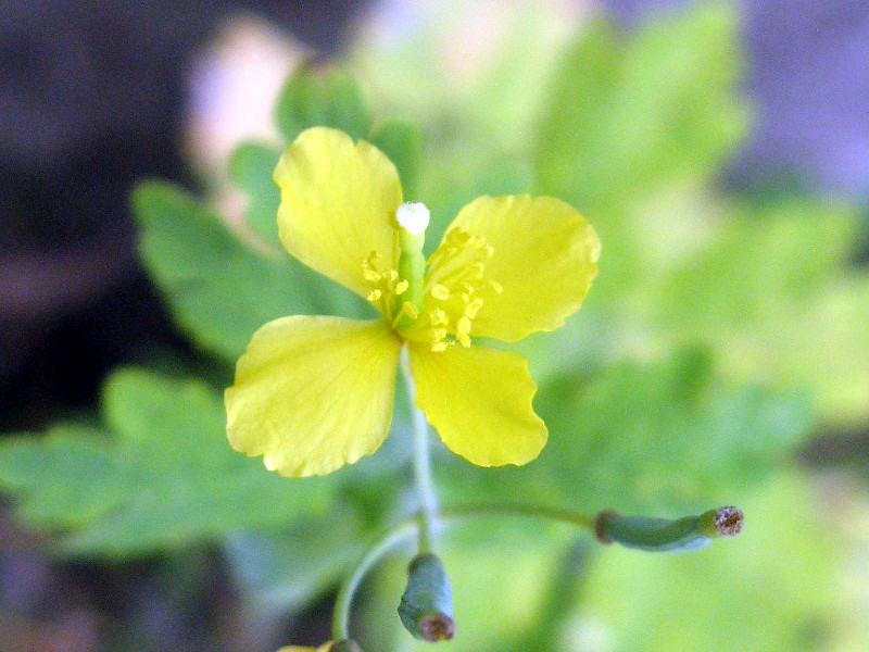 Chelidonium majus