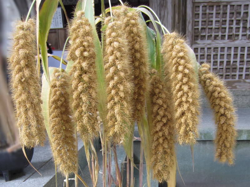 foxtail millet plant