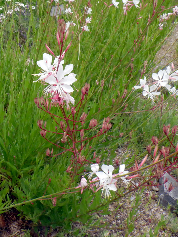 Gaura lindheimeri