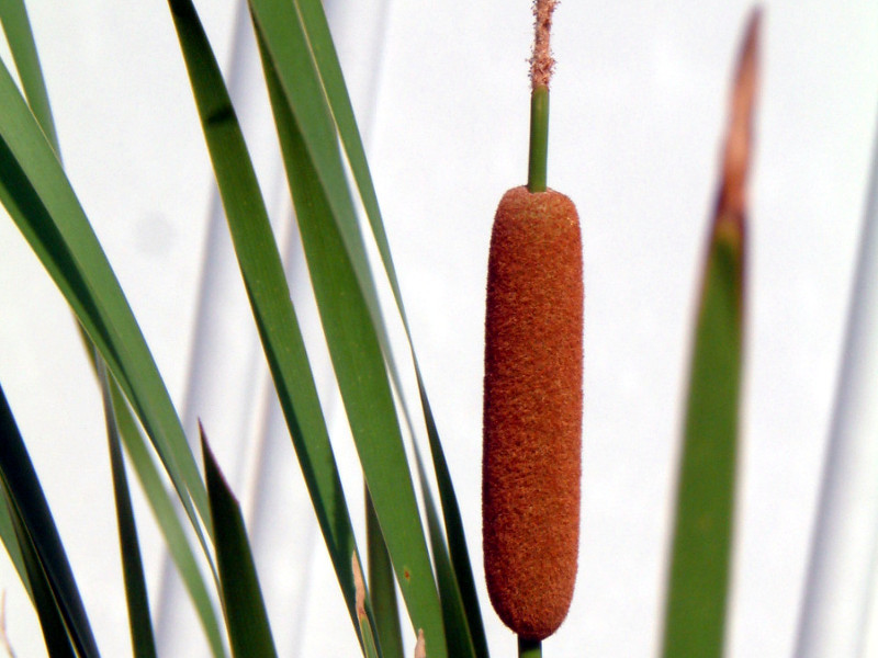 Typha angustifolia 