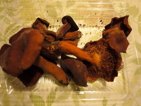 Lactarius volemus