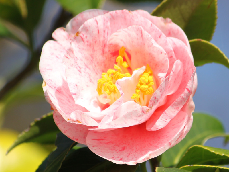 Camellia Hakuronishiki