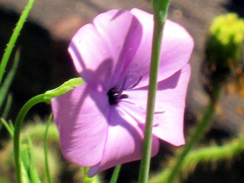 Lychnis coelirosa