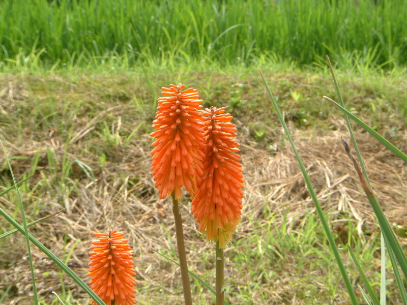 トリトマ Kniphofla Uvaria かぎけん花図鑑