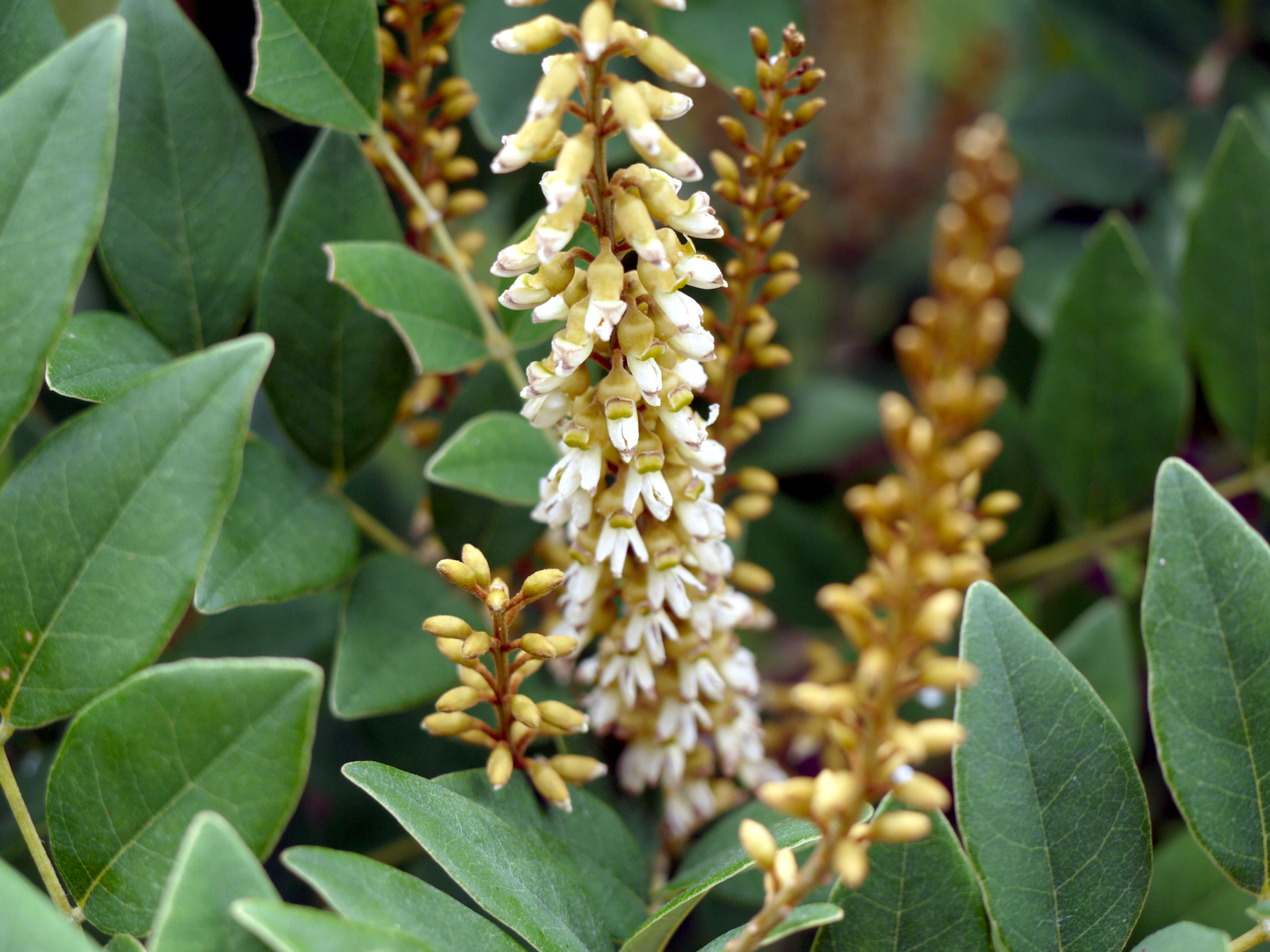 Maackia tashiroi