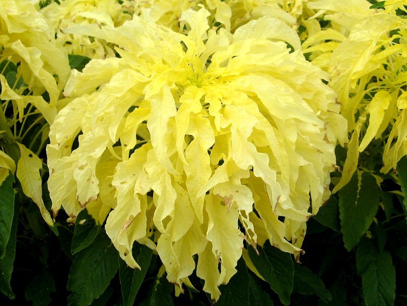 ハケイトウ Amaranthus Tricolor かぎけん花図鑑