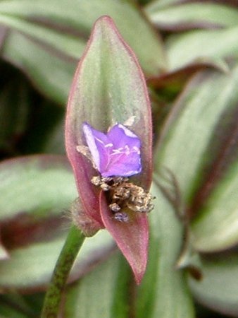 Tradescantia zebrina