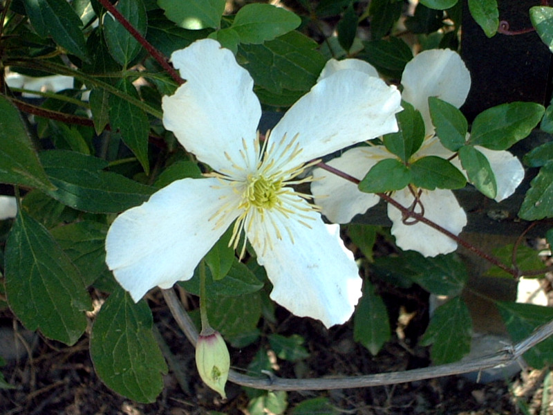 Clematis cirrhosa 'Jingle Bells' 