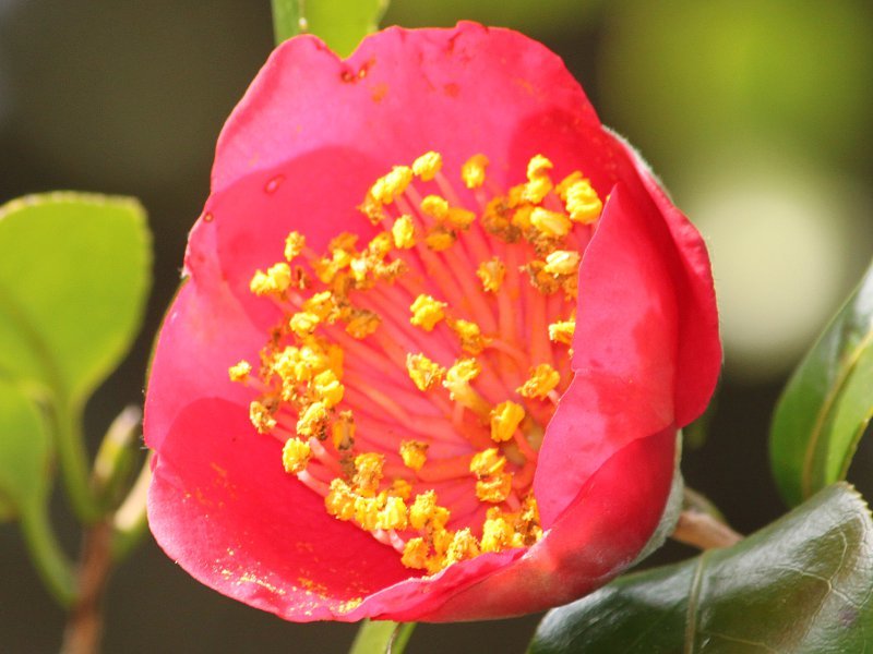 Camellia Higo-momijigari