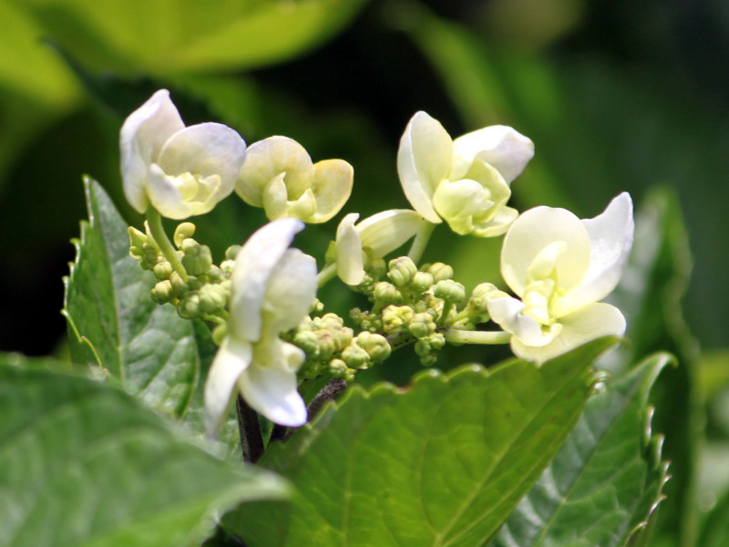 額紫陽花 '伊豆の踊子'