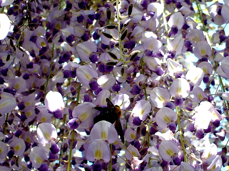 Japanese wisteria