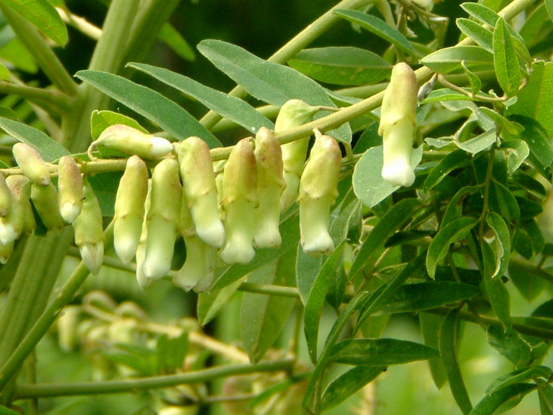 Sophora flavescens