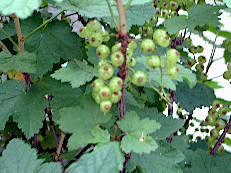 Ribes uva-crispa