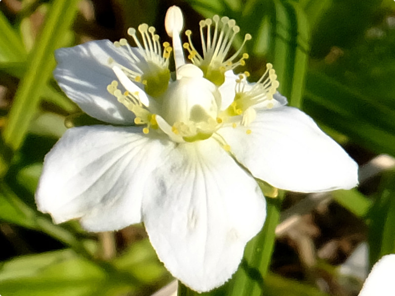 梅花草