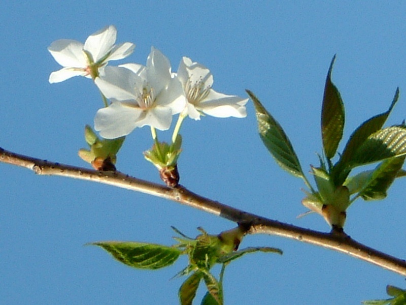 Oshima-zakura