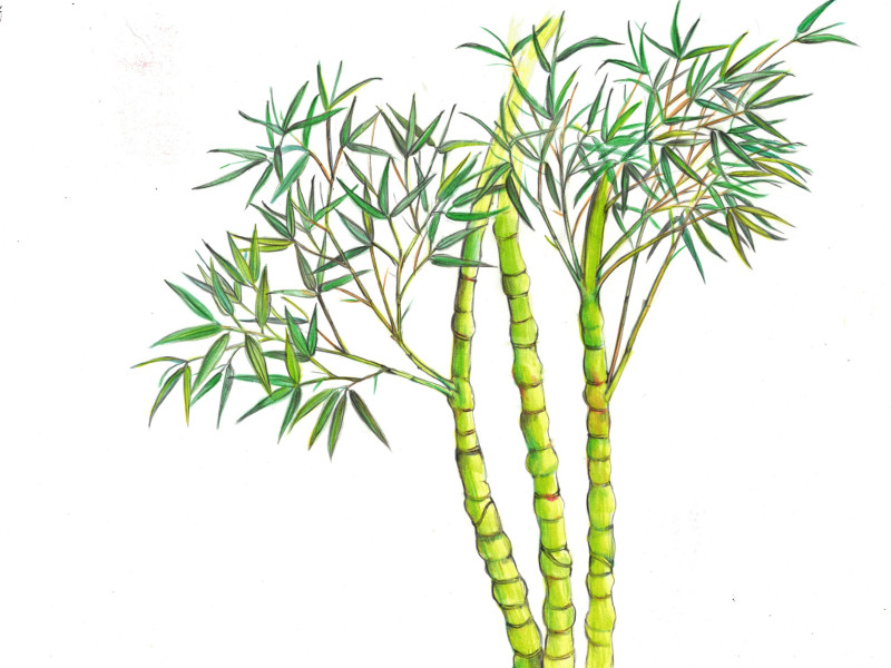 Phyllostachys aurea