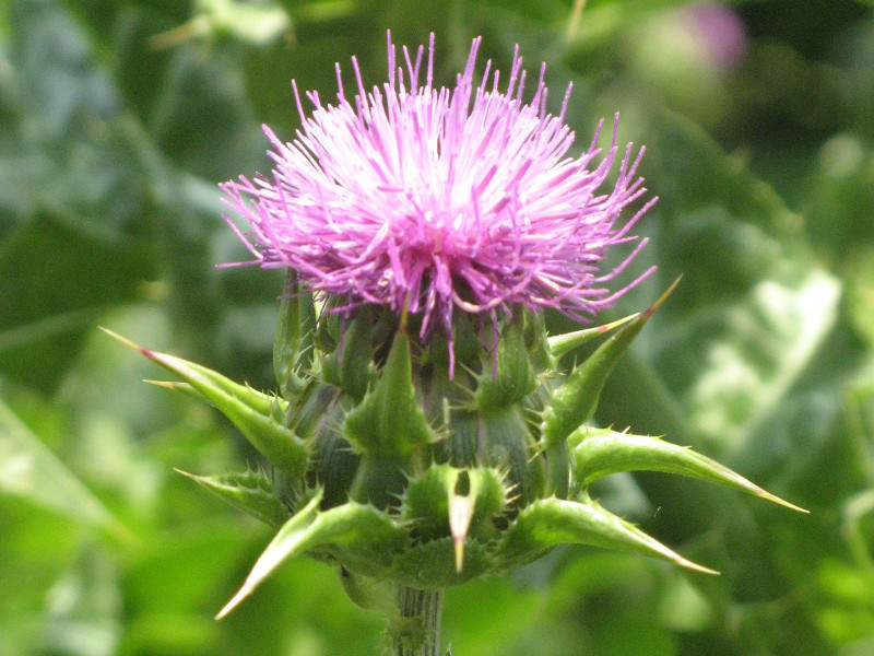 Silybum marianum