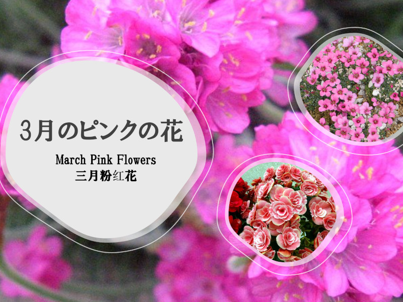 3月の桃色の花
