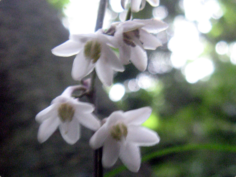 大叶麦冬 Ophiopogon Planiscapus 科技研花图画书