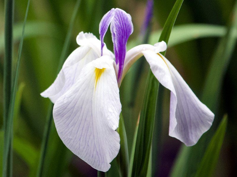 Japanese Iris 'Shinsoukajin'