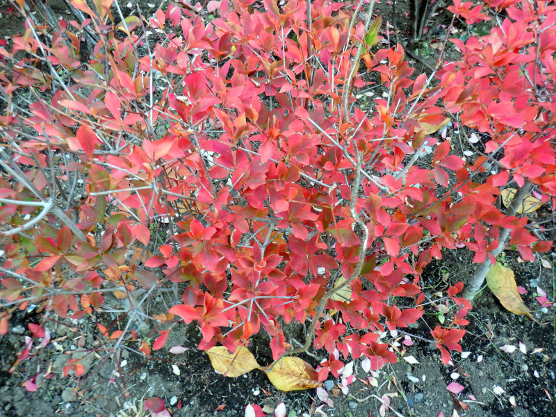 Enkianthus perulatus