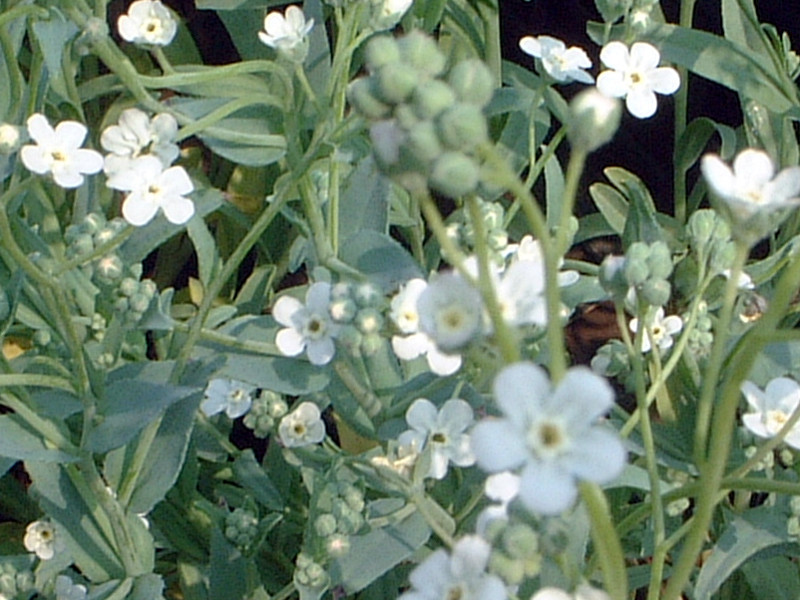 Omphalodes linifolia