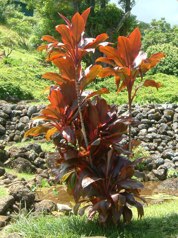 Cordyline Terminalis 'Lilinoe'