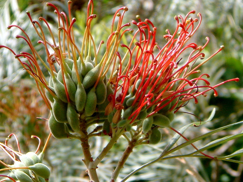 グレヴィレア | Grevillea banksii | かぎけん花図鑑