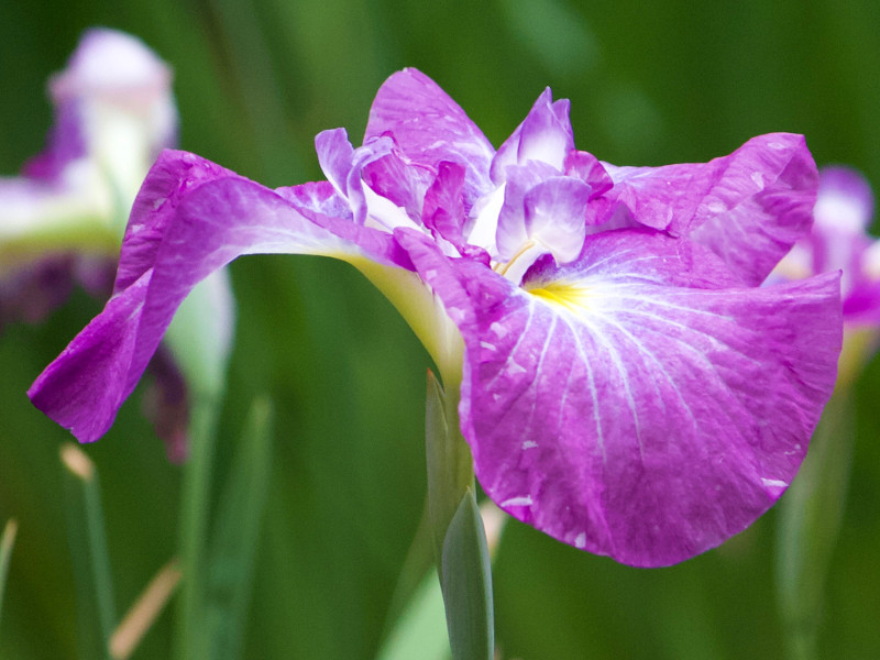 Japanese Iris 'Asakagura' 