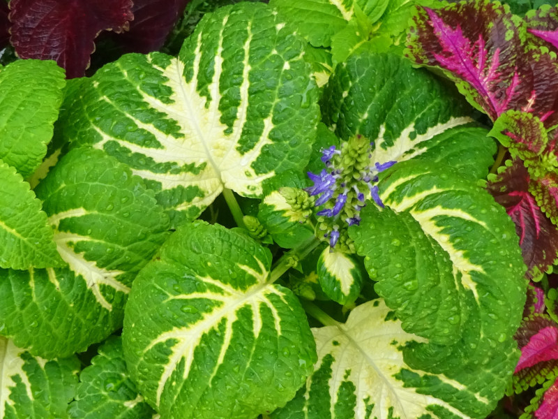 コリウス Coleus かぎけん花図鑑