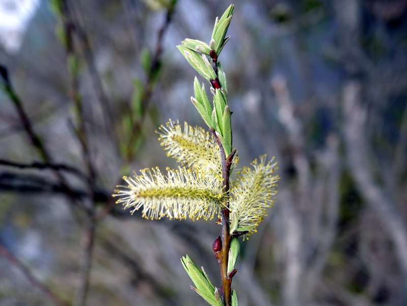 细柱柳 Salix Gracilistyla 科技研花图画书