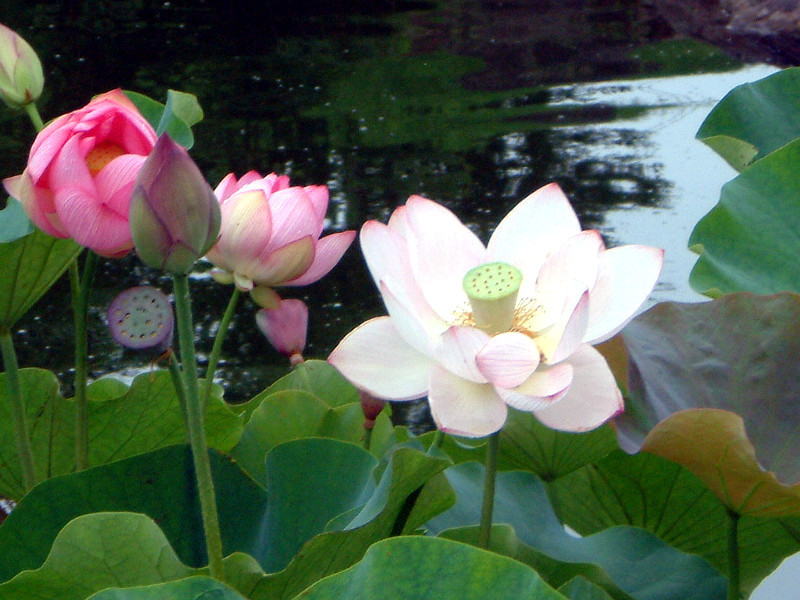 Nelumbo nucifera