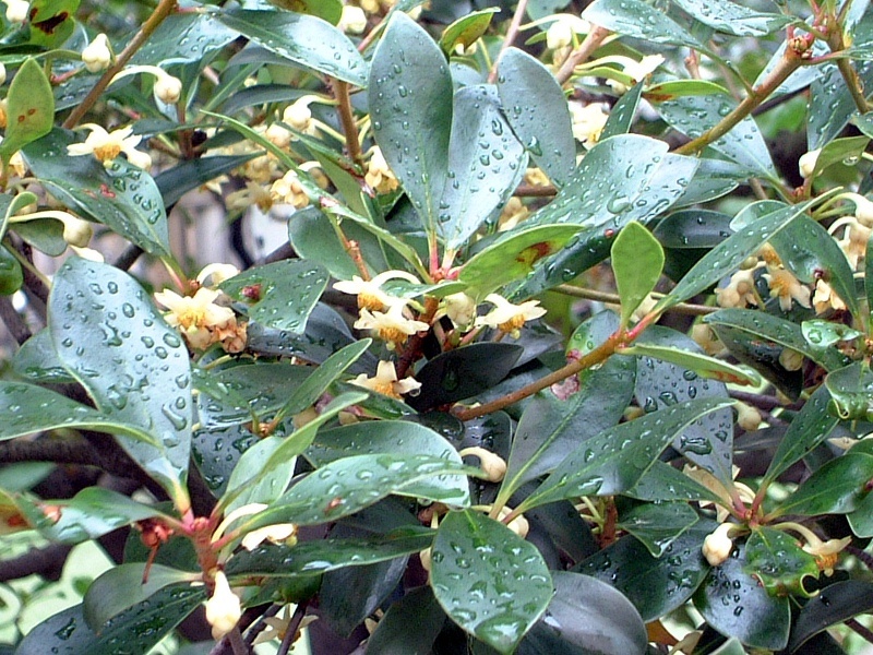 モッコク Ternstroemia Gymnanthera かぎけん花図鑑