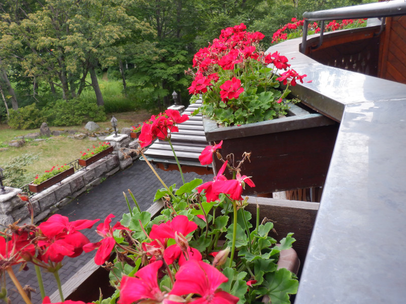 geranium
