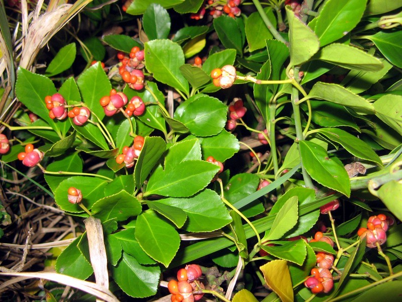 マサキ Euonymus Japonicus かぎけん花図鑑