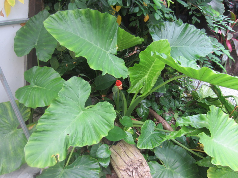 クワズイモ Alocasia Odora かぎけん花図鑑