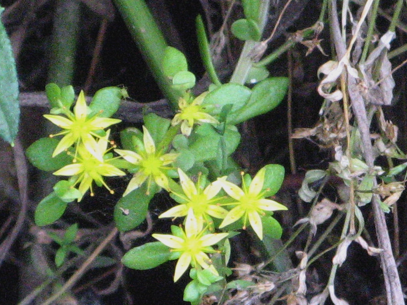 Sedum bulbiferum