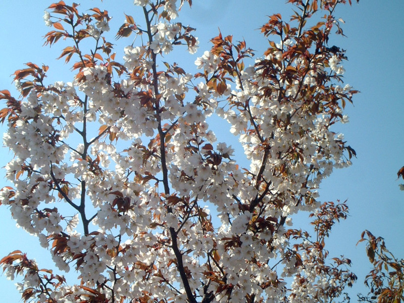 山桜 | Prunus jamasakura | かぎけん花図鑑