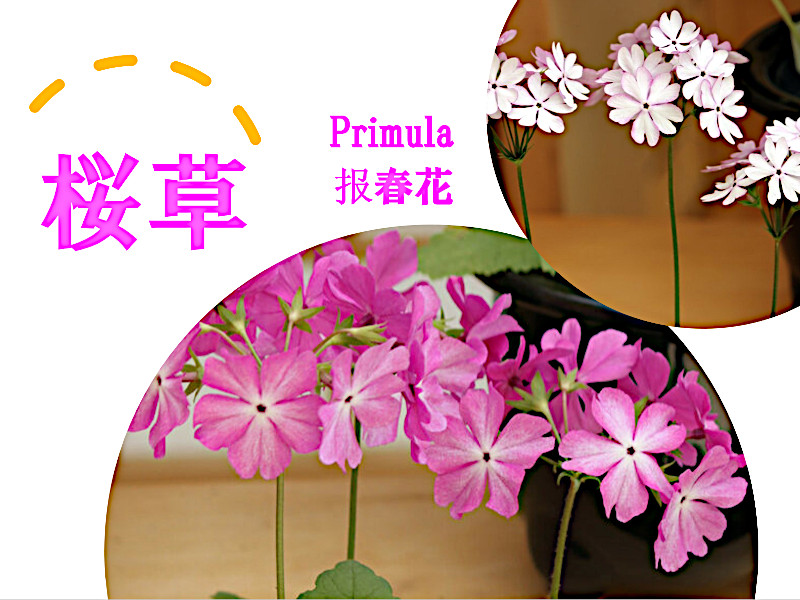 Primula List