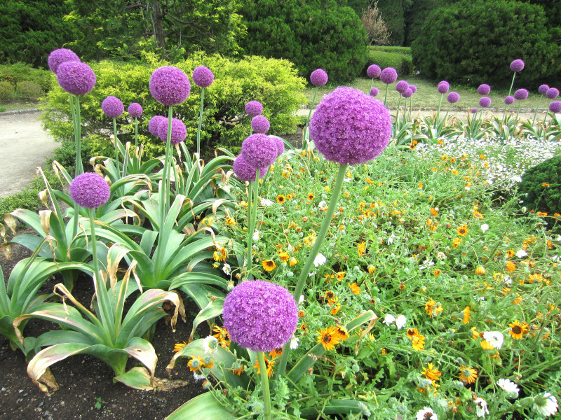 Allium Giganteum