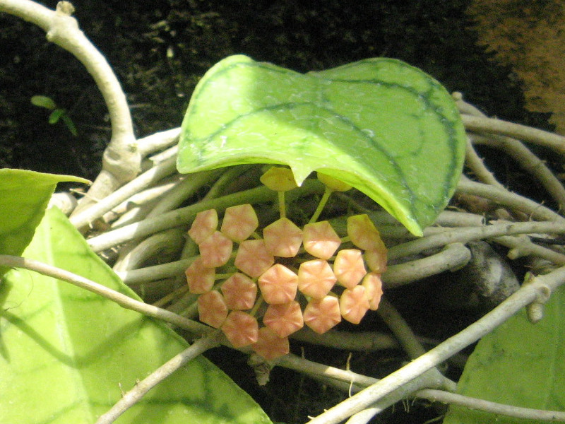 ホヤ ベラ Hoya Lanceolata Ssp Bella かぎけん花図鑑