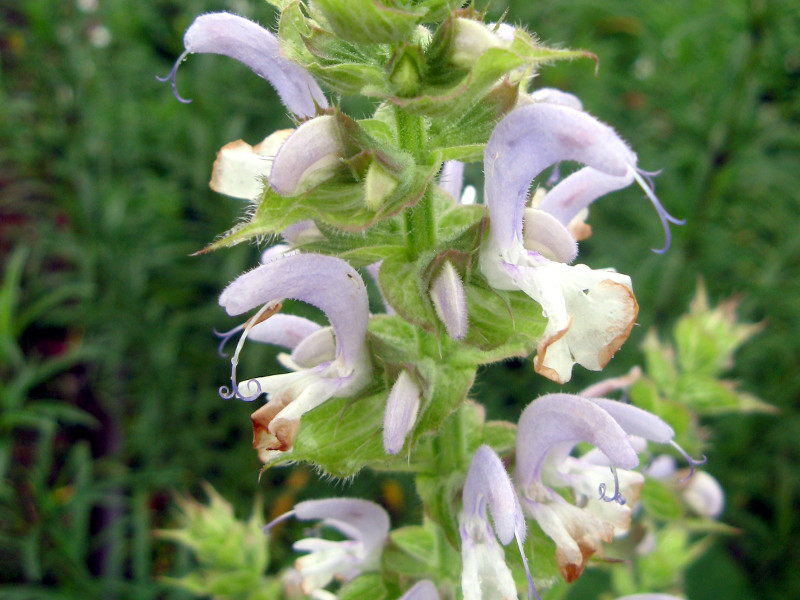 Clary Sage