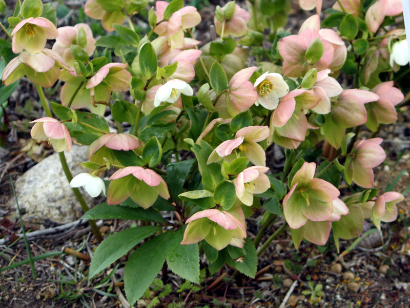 ヘレボルス オリエンタリス Helleborus Orientalis かぎけん花図鑑